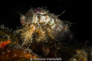 The tiny crabs are colorful, with many details and two be... by Antonio Venturelli 